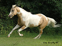 Sonnys Butterscotch, a palomino paint stallion owned by Sunnywood.  Click here to go to his web page.